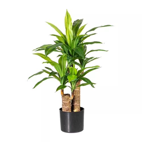 Umělá květina dracena v plastovém květináči, 80 cm